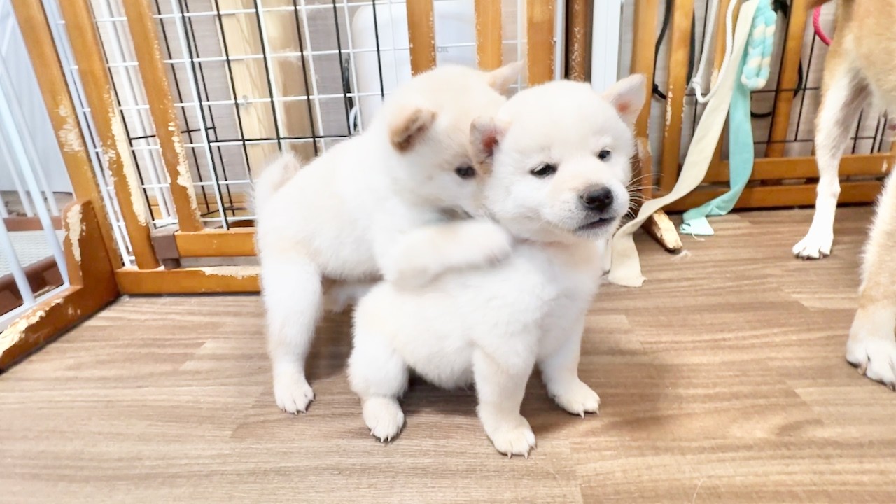 【柴犬 子犬】やんちゃ盛りでとにかく可愛い生後40日目の子犬たち