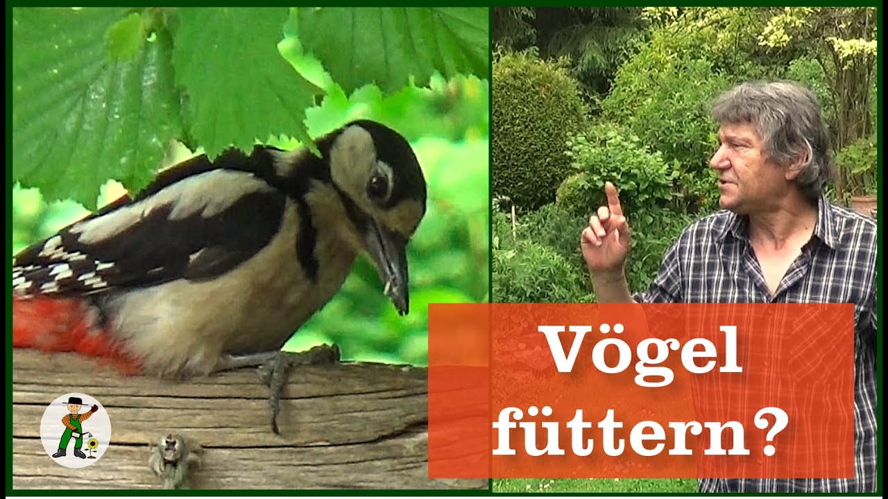 Vögel füttern ganzes Jahr