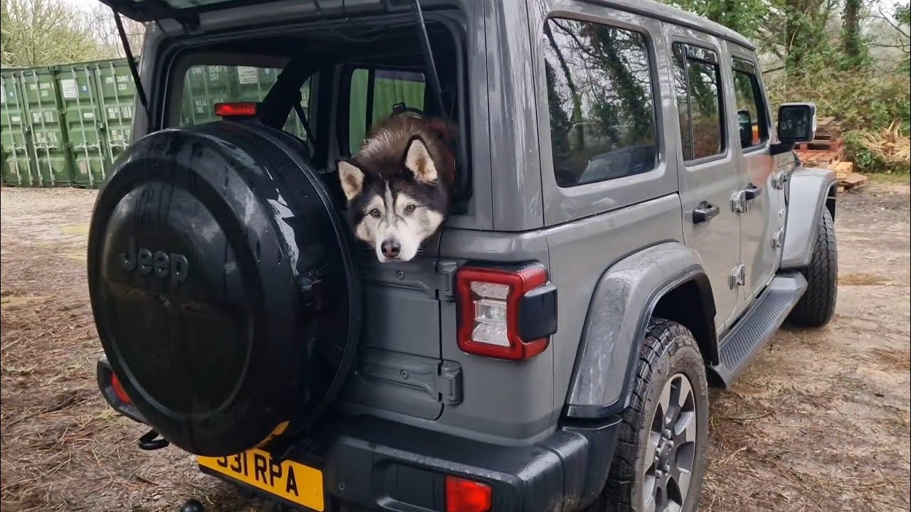 Old Husky Goes To Visit His Family
