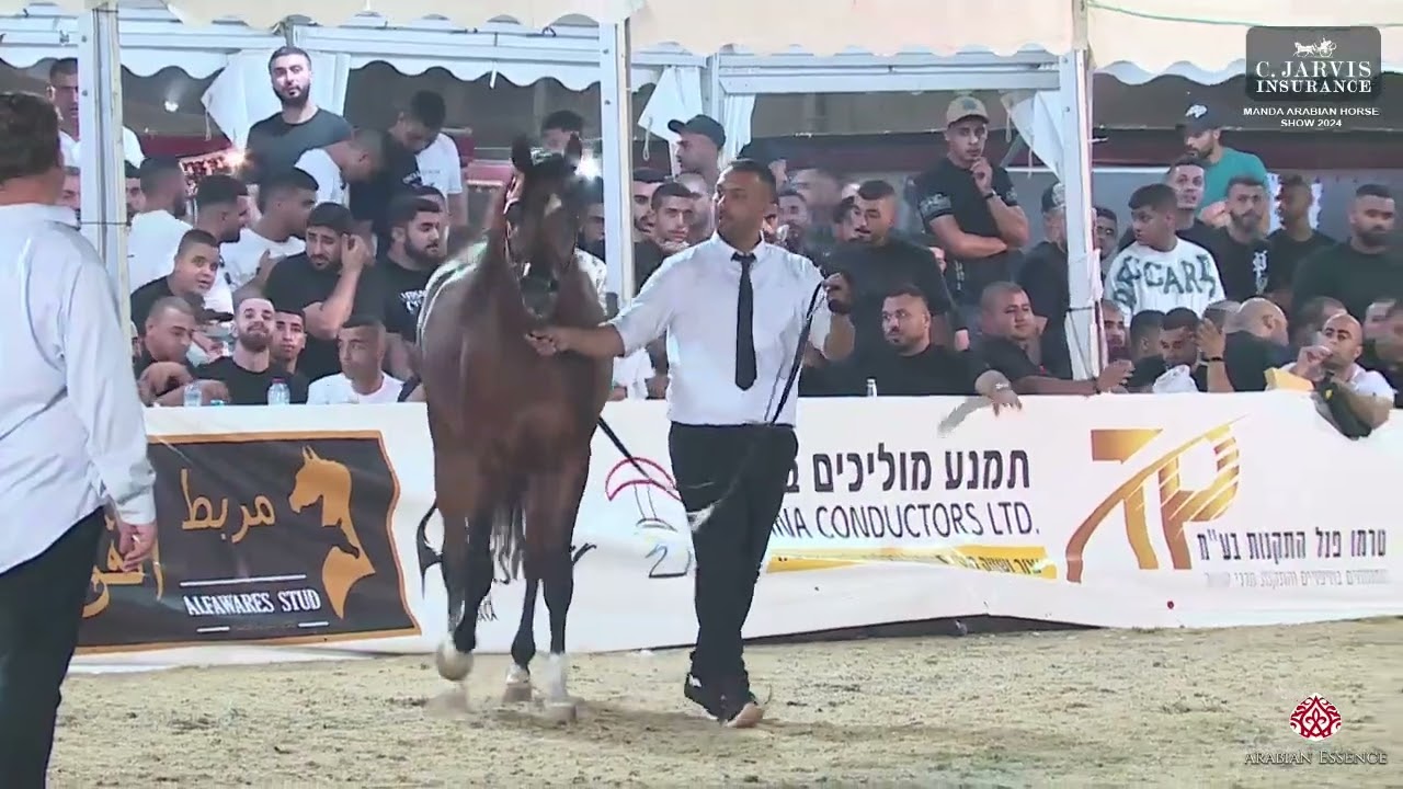 N.398 JOOD ALASEEL - Manda Arabian Horse Show - Stallions 2019 (Class 39)