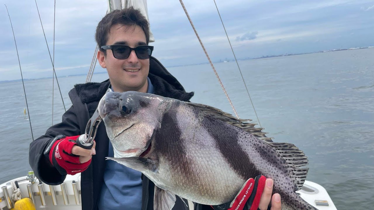 Boat seabass in tokyo זירזור מסירה ביפן