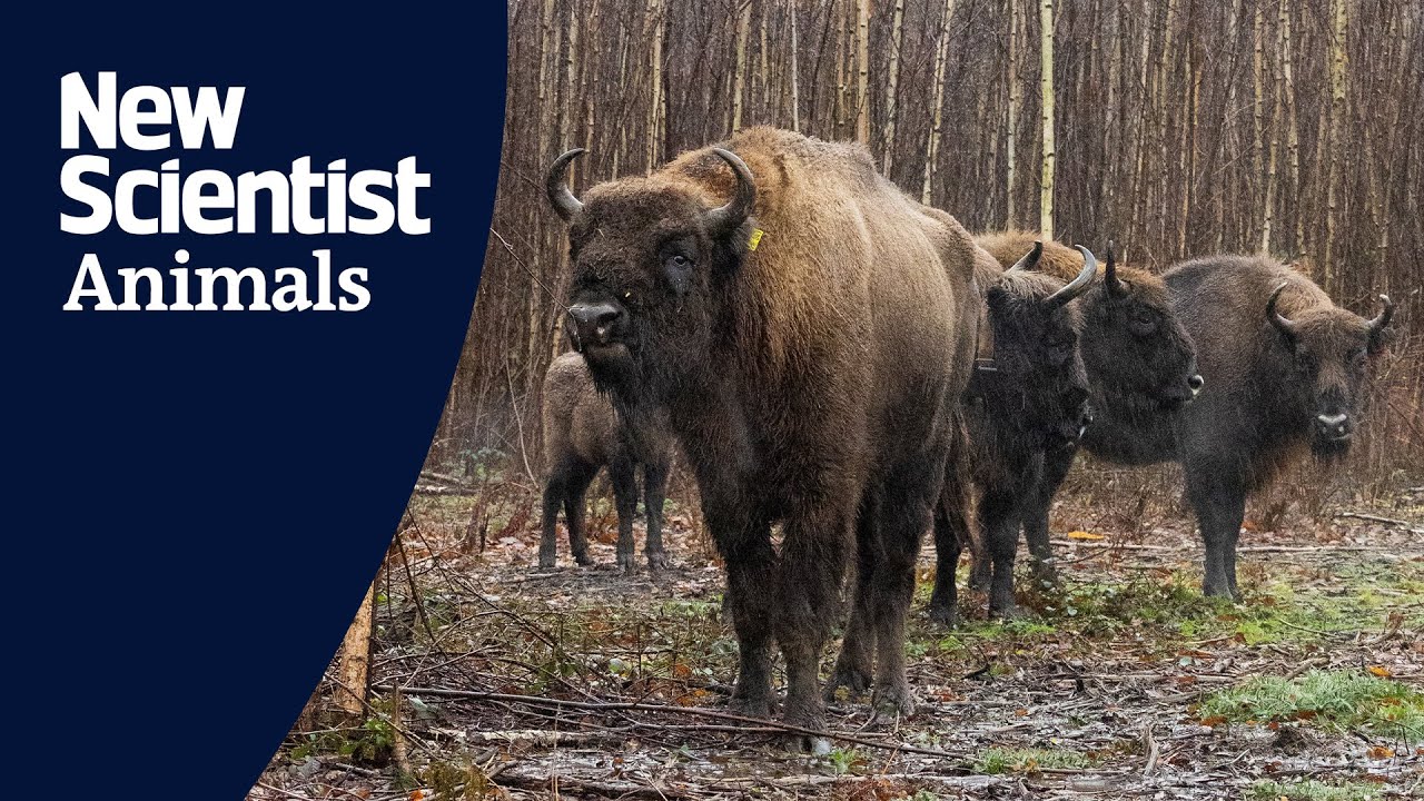 Bull released at rewilding project completes UK wild bison herd