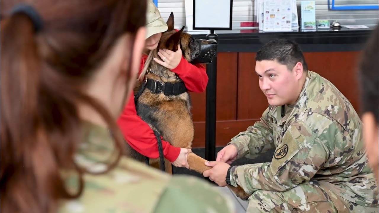 Our Military Working Dogs