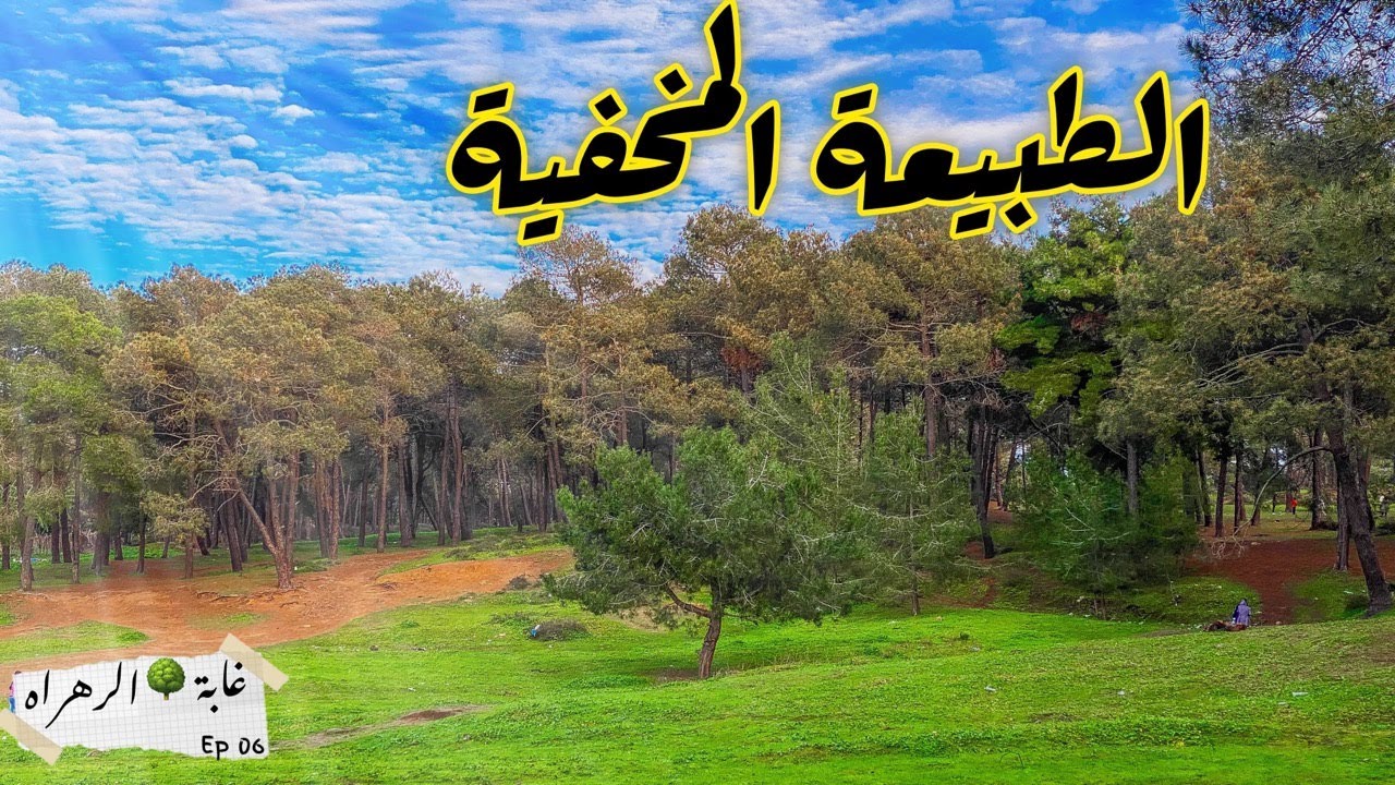 الطبيعة المخفية بمدينة طنجة 🍃🍄 | غابة الرهراه                    #سلسلة_هنا_طنجة