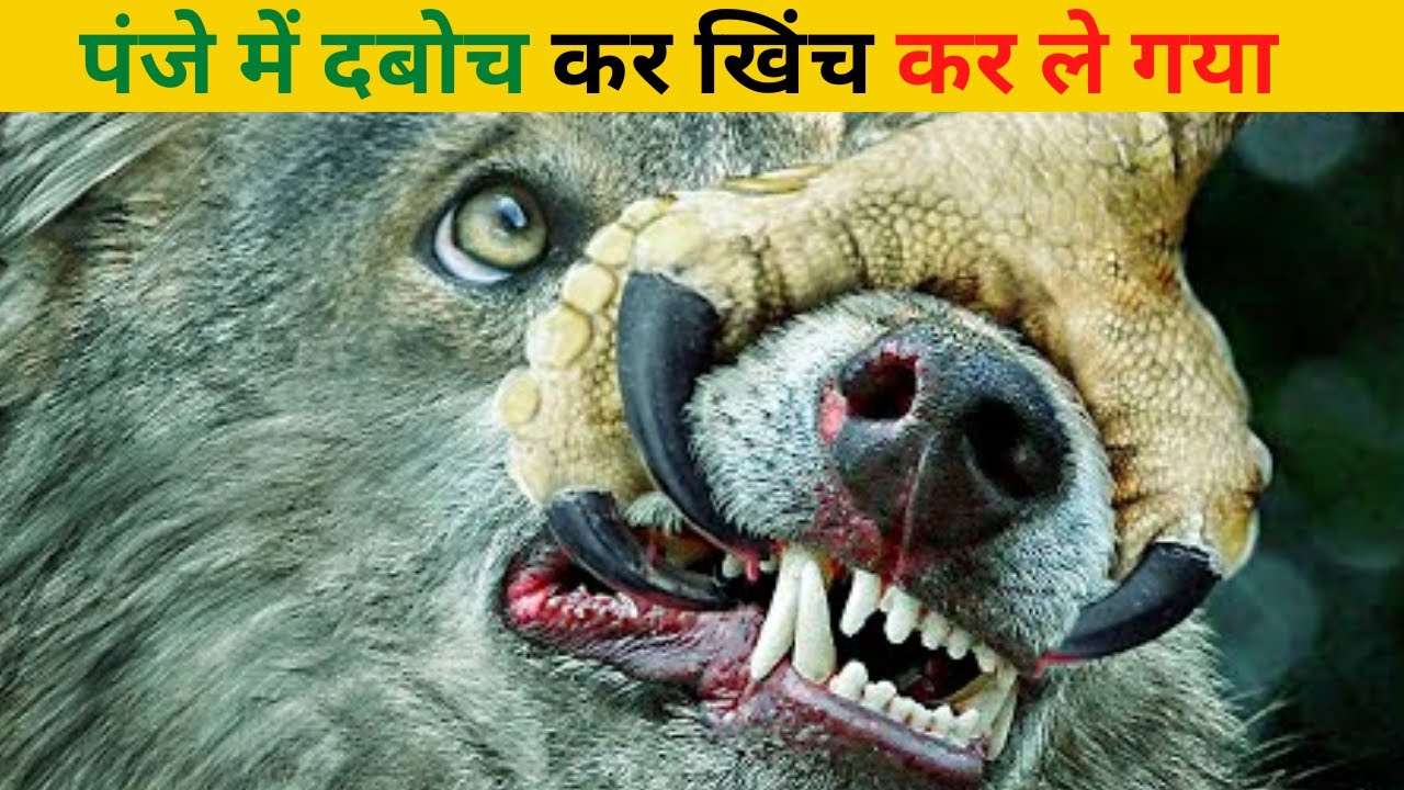 7 Top Worst Cruel Hunting Moment Of The Hungry Eagle