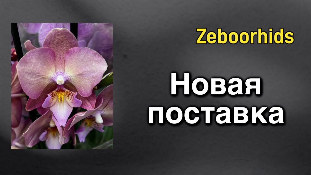 #ОРХИДЕИБАБОЧКИ - невероятный ассортимент! 🌸🔥