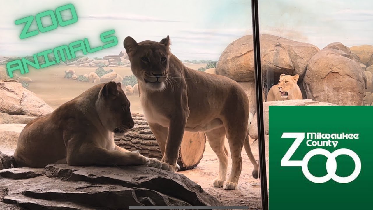 Cute Zoo Animals - 4K - Milwaukee County Zoo Walk-through - Lets Check Out The Zoo! LIONS CLOSE UP!
