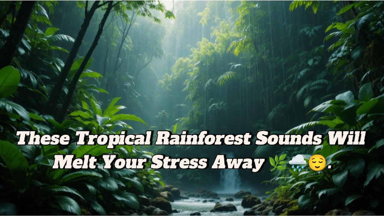Tropical Rainforest Ambience Sounds
