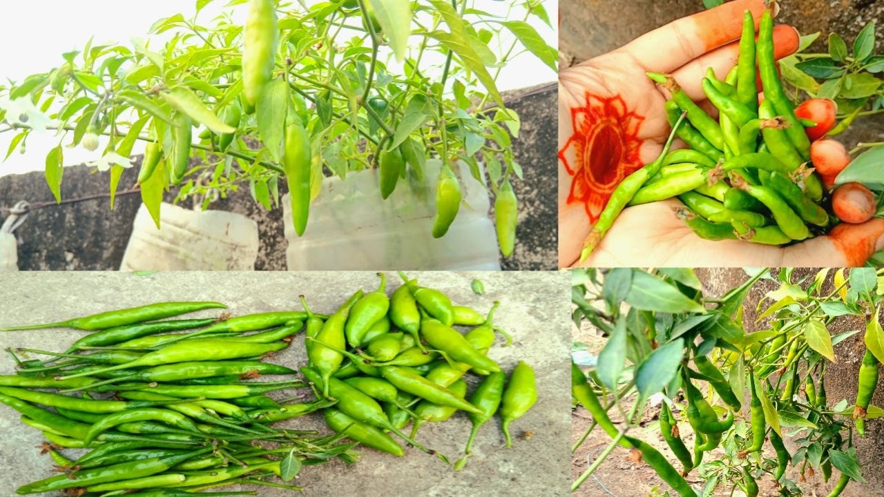 মাটি ছাড়া মরিচ চাষের আধুনিক টেকনিক #মরিচহারভেস্টিং।