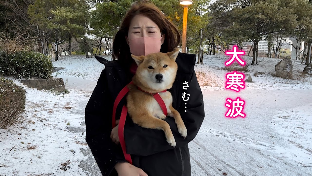 寒さに震えて歩けなくなった柴犬を抱き抱えてすぐ避難しました。