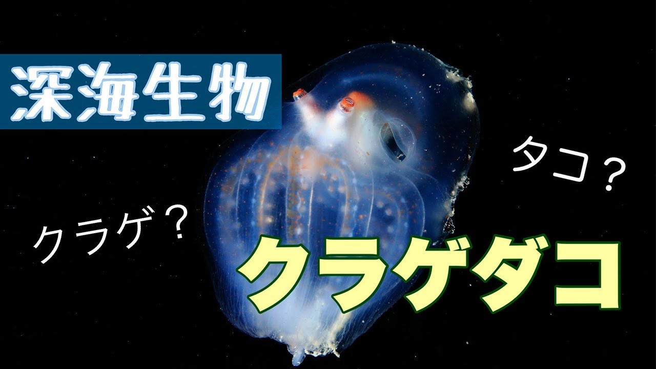 タコなの？クラゲなの？どっち！！深海生物　生きているクラゲダコの水中映像