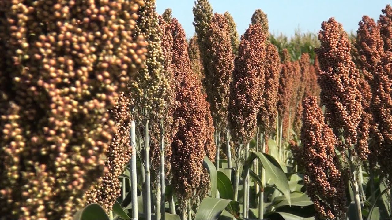 Manejo y beneficios del sorgo forrajero en ganadería