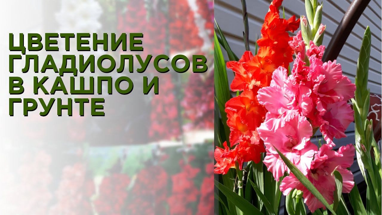 Гладиолусы в кашпо проверено цветут! Букетная посадка гладиолусов идеальна для украшения вашего сада