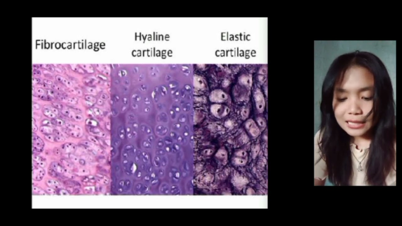 Exercise No. 1 ANIMAL CELL AND TISSUES