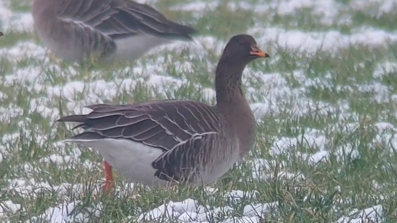 Taigarietgans (taiga bean goose) bij Hoornderveen 31-01-2026