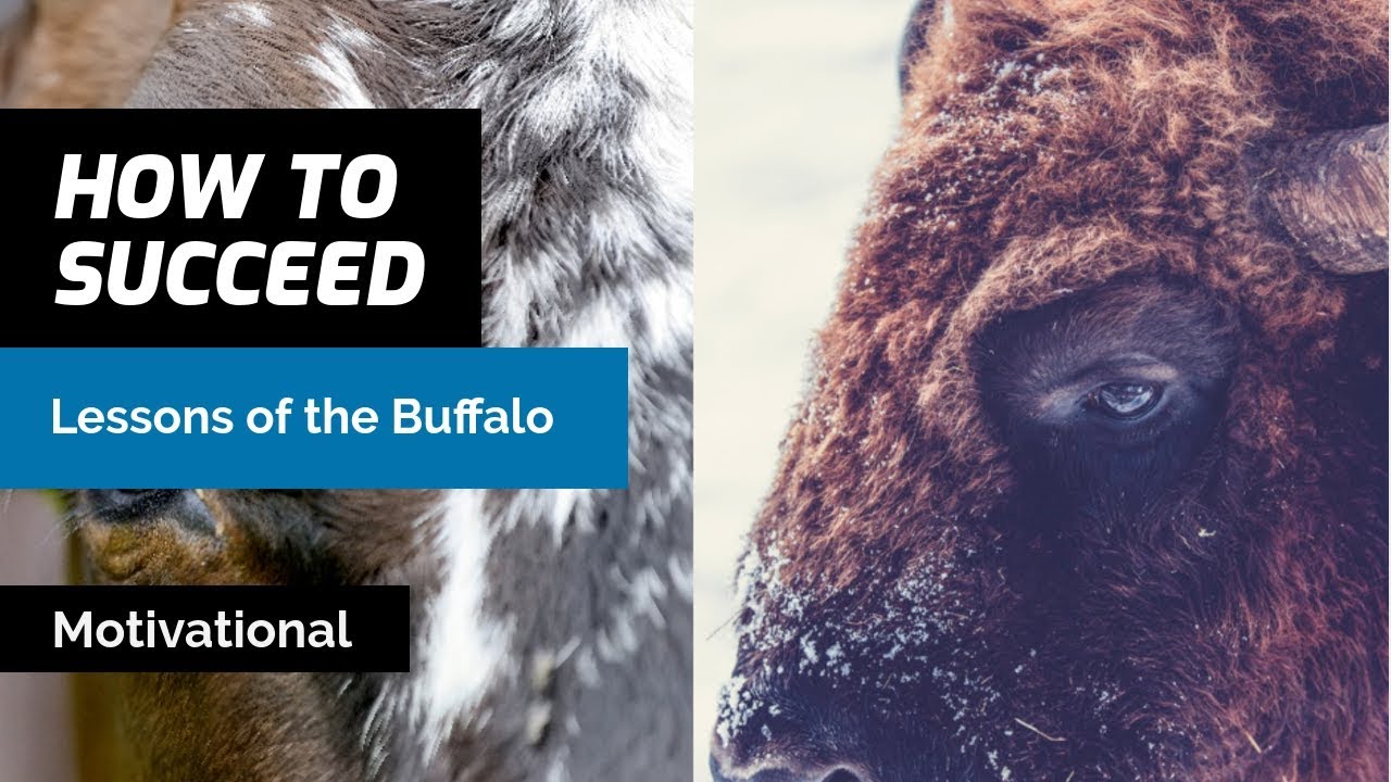 Face Your Problems and Run Towards The Storms | Lessons From The Buffalo