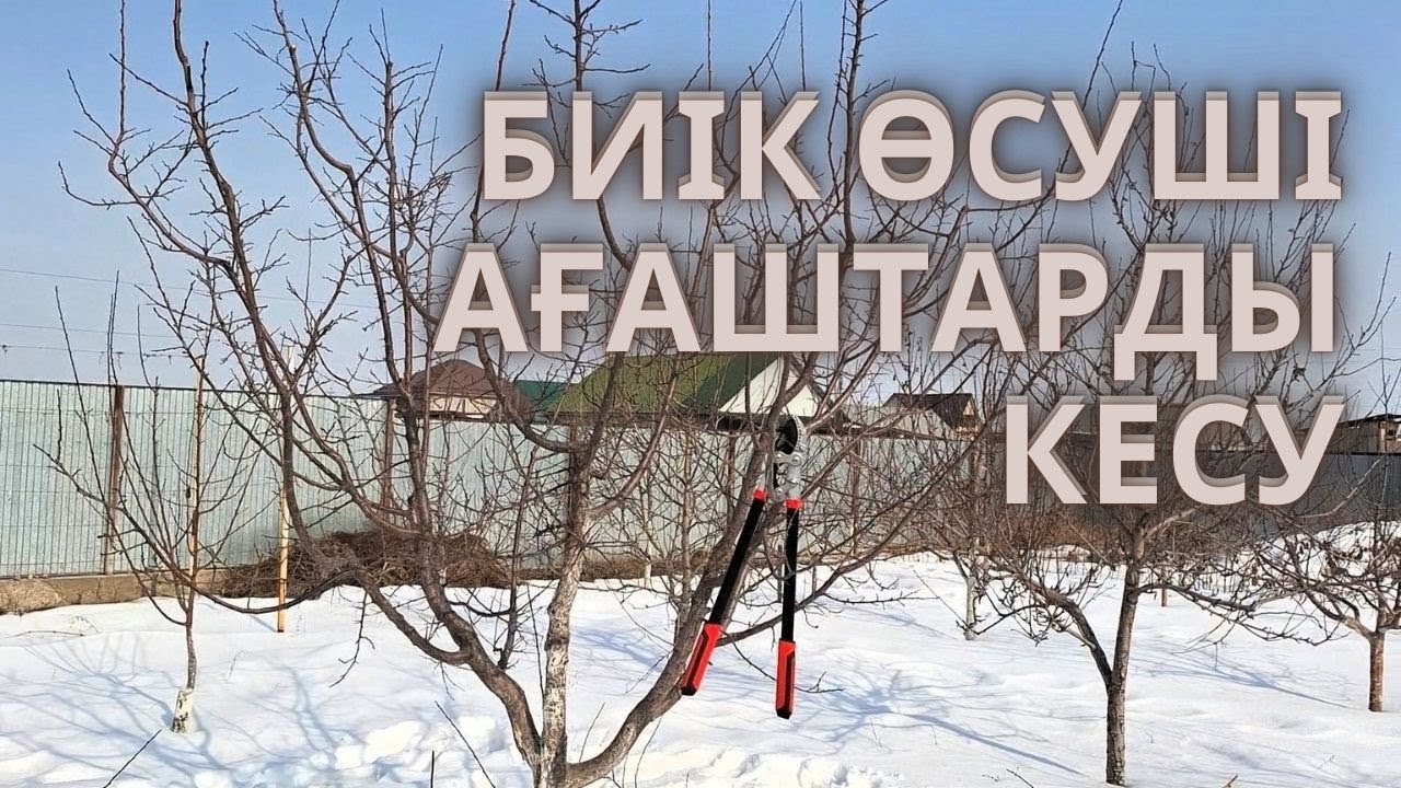 ӨРІК АҒАШЫН КӨП ЛИДЕРЛІ ӘДІСТЕ КЕСУ