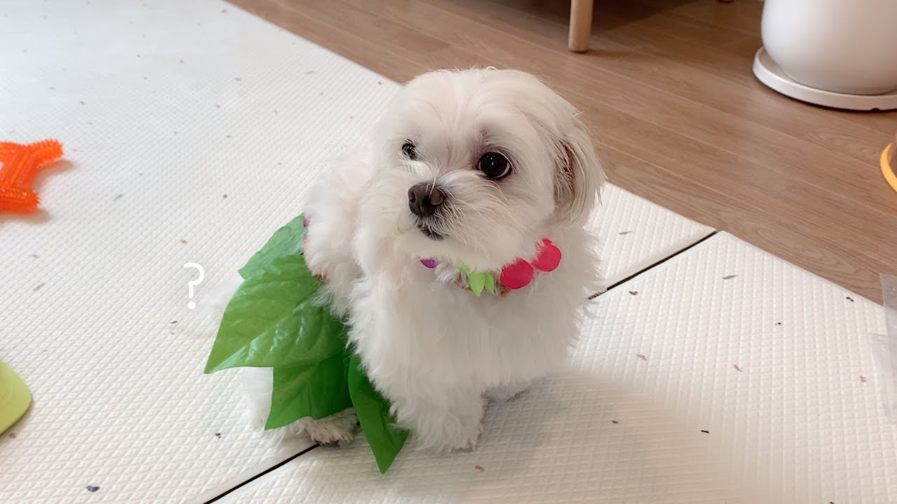 재롱이 주려고 하와이에서 사온 선물