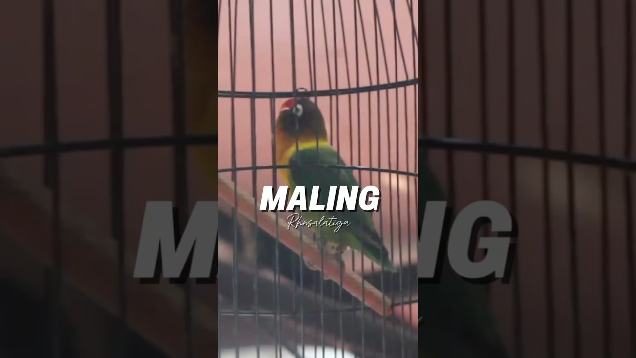 Begini cara Gendub RHN Kondisikan lovebird Maling,saat di pedok lapangan! #lovebirdkonslet #rhn
