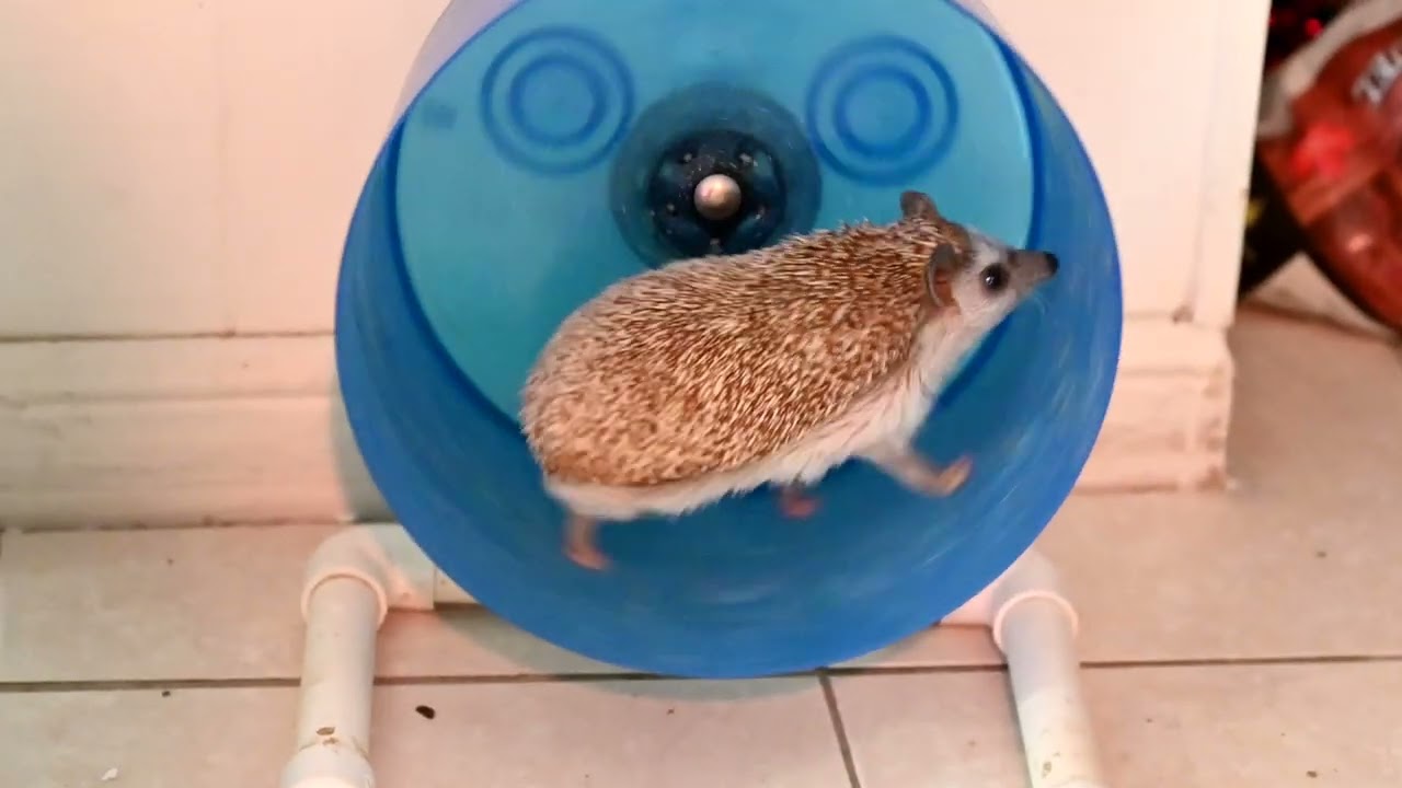 Free Running Hedgehog Chooses His Wheel Over the Entire Room