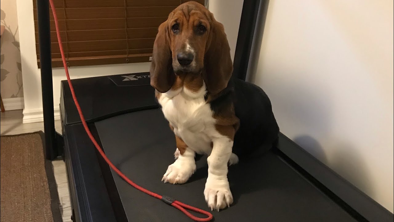 Basset Hound puppy Treadmill Workout good work!