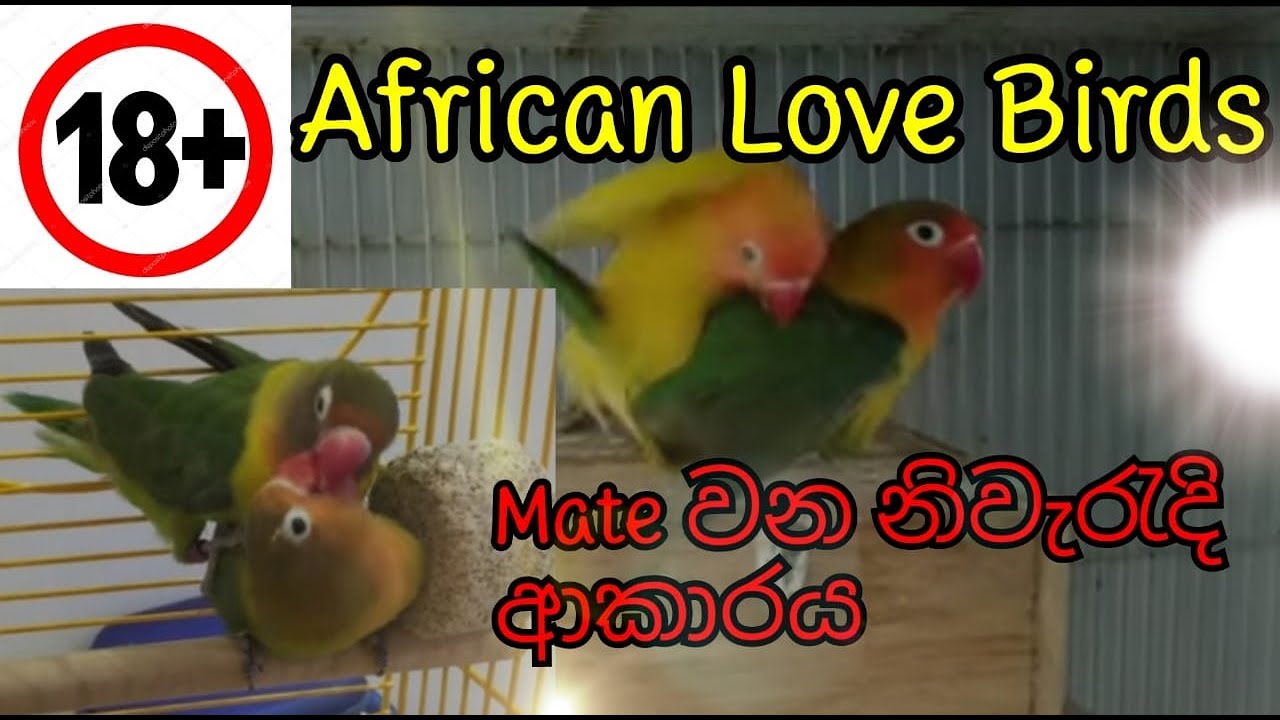 How to African Love Birds Mating in sinhala | African Love birds Mating Process | Sl Birds World