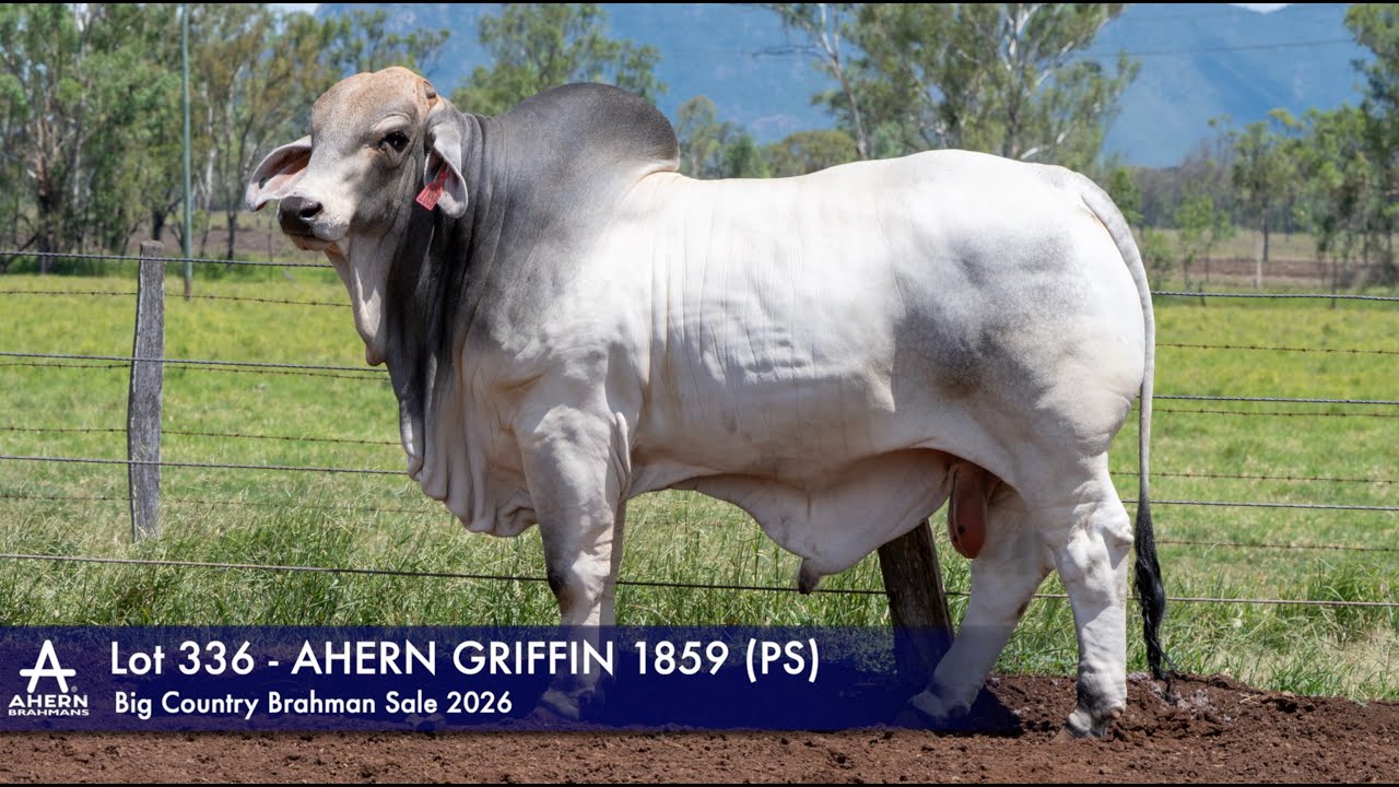 Lot 336