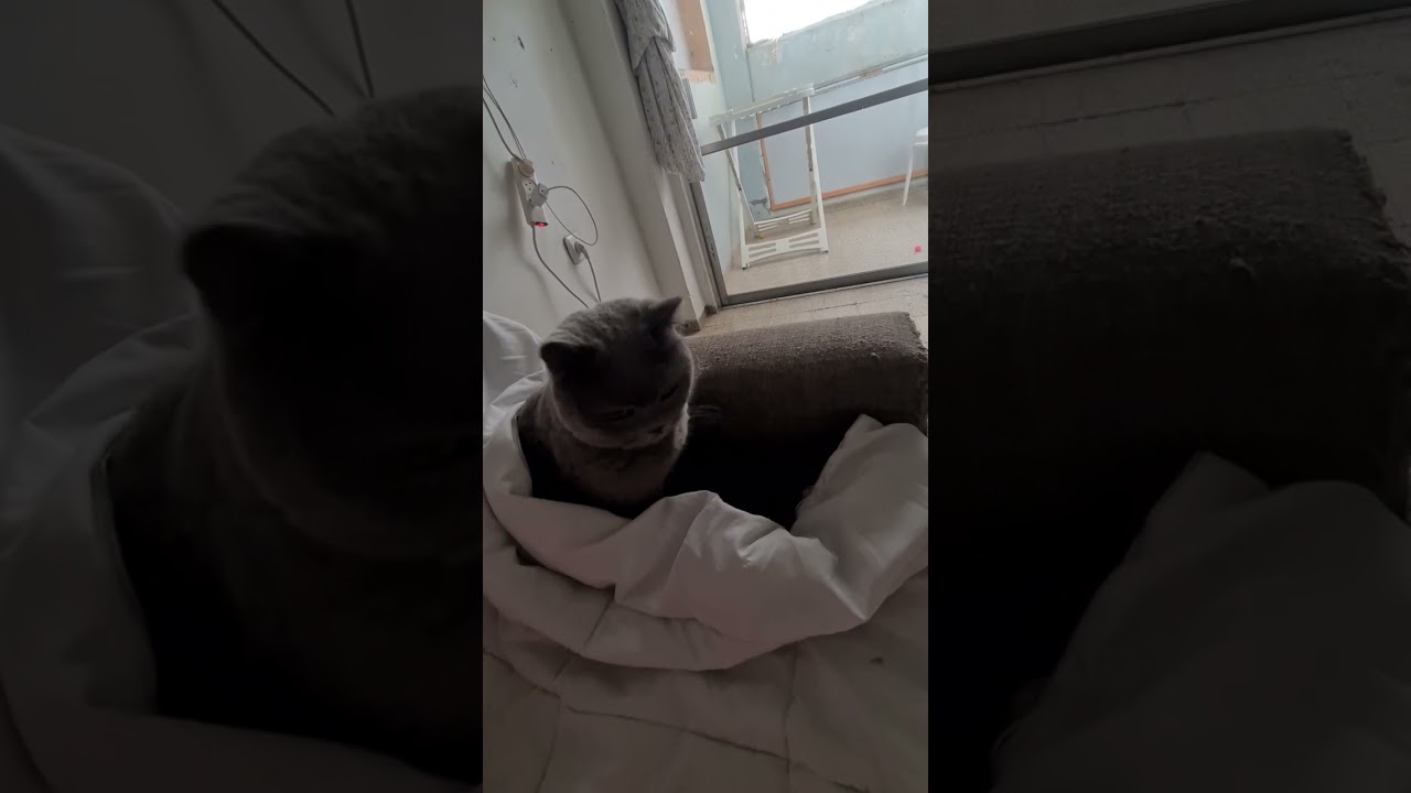 #cat #веселыекоты #chat #прикольныекоты 😺😸😹😻😼😽😾