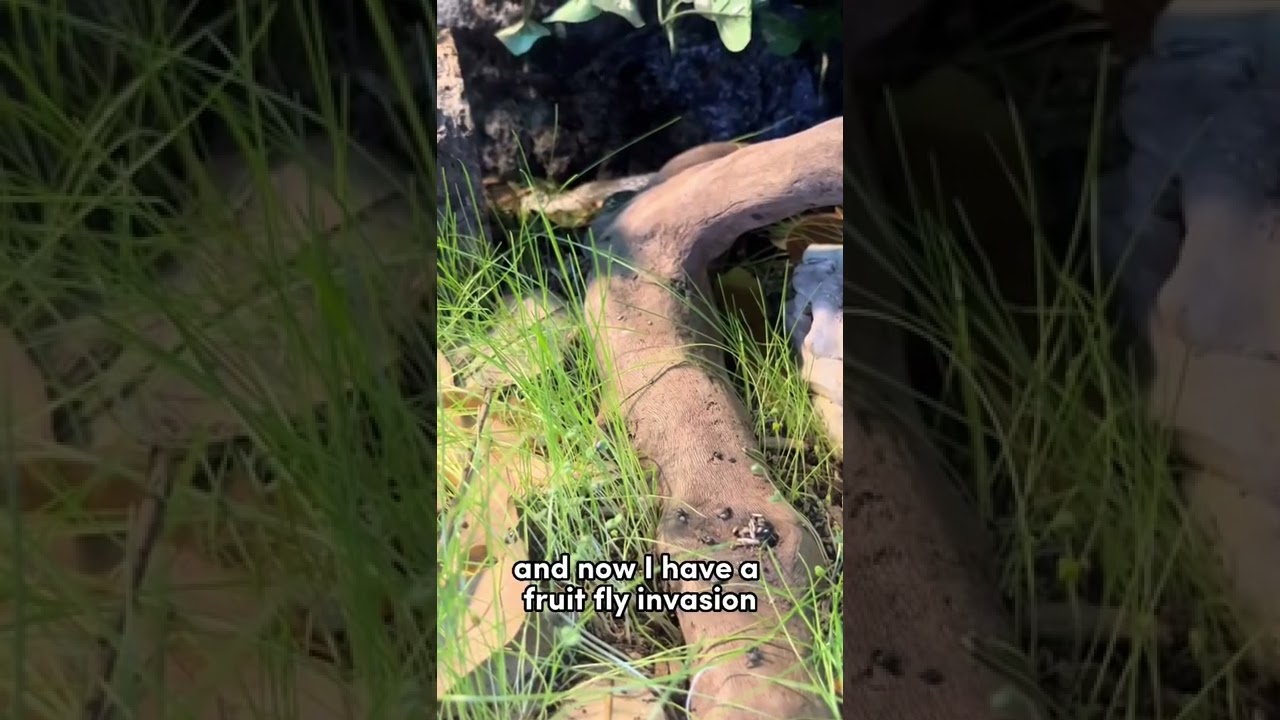 Why you shouldn&rsquo;t grow grass in your #snake enclosure. 🐍❌