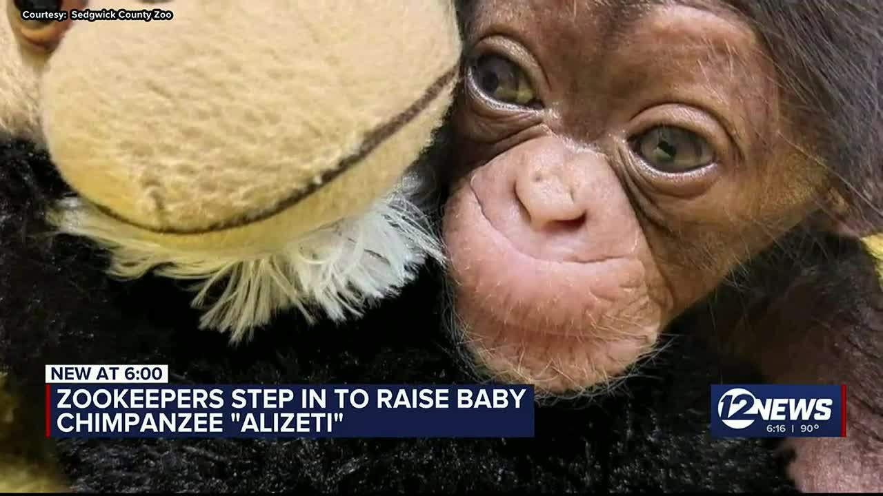 Sedgwick County Zoo welcomes baby chimp