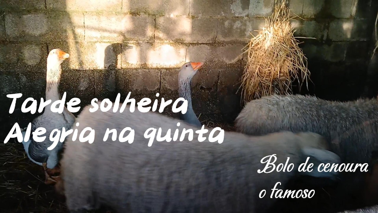 Renascer em tarde de sol