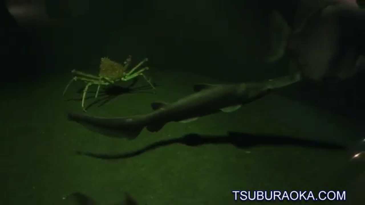 水槽をゆったりと泳ぐミツクリザメ(ゴブリンシャーク) 11月10日 葛西臨海水族園 ミツクリザメ ゴブリンシャーク