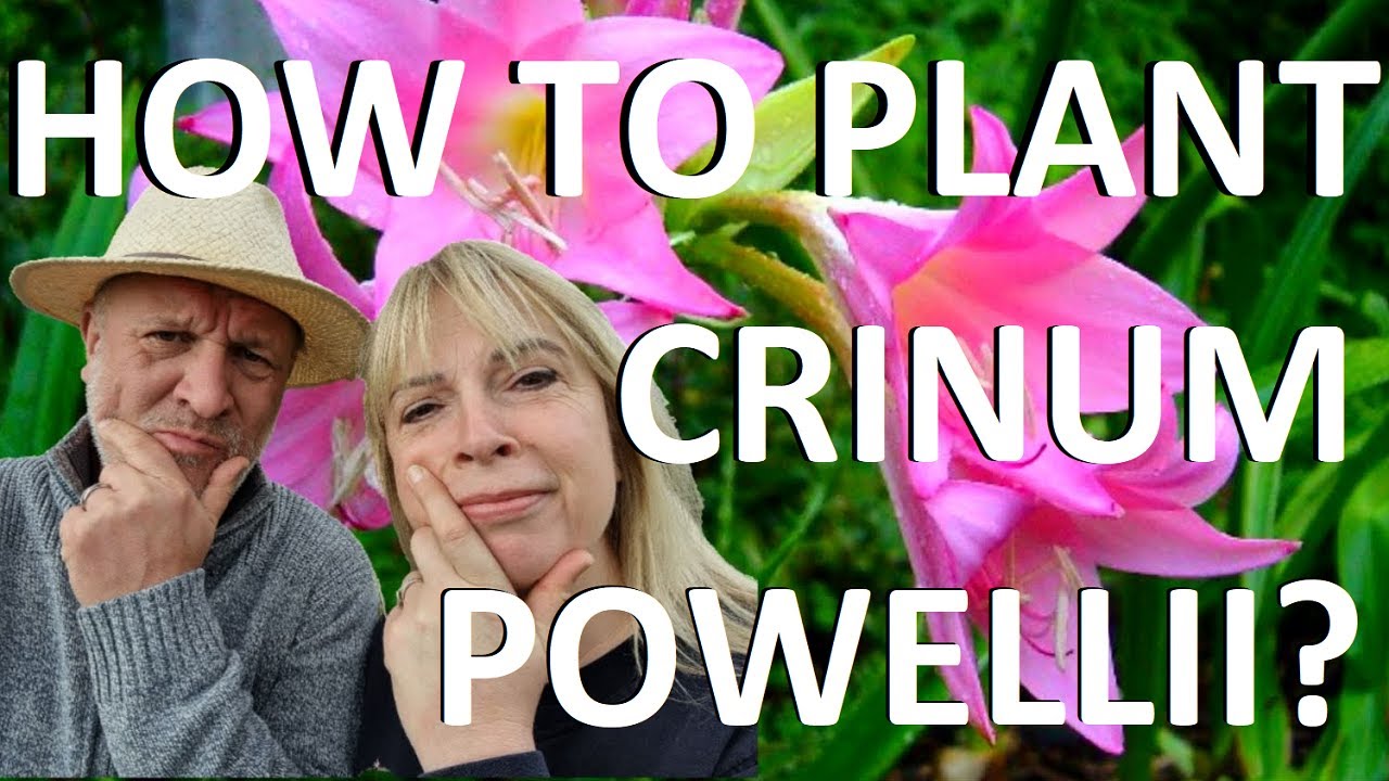 How to Plant and Grow Crinum Bulbs - Crinum Powellii, Powell's Swamp Lily
