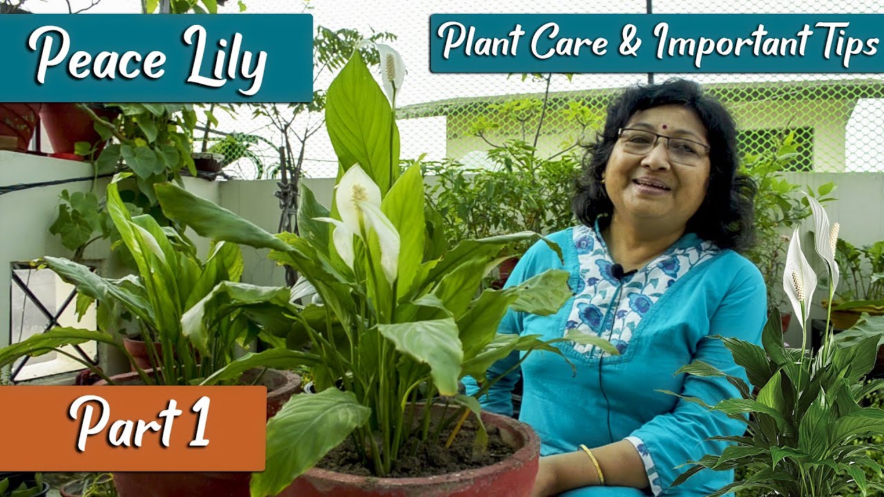 Peace Lily Plant Care | Important Tips And Problems