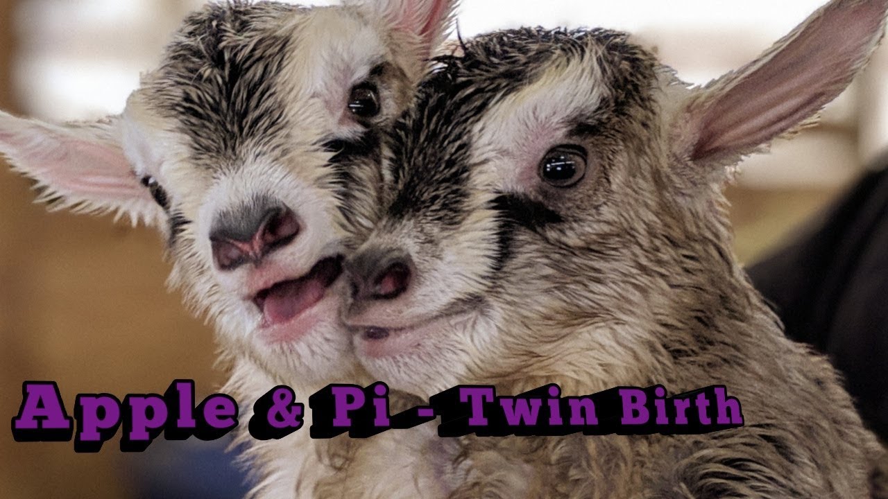 Goat Gives Birth to Twins - Charlotte 3/14/19