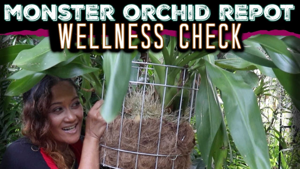 DANGEROUS MONSTER ORCHID REPOT - UPDATE - Grammatophyllum, Leopard Variety