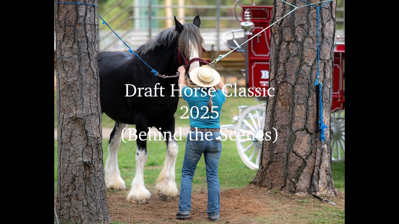 Draft Horse Classic 2025 Nevada County Fairgrounds (Behind the scenes)