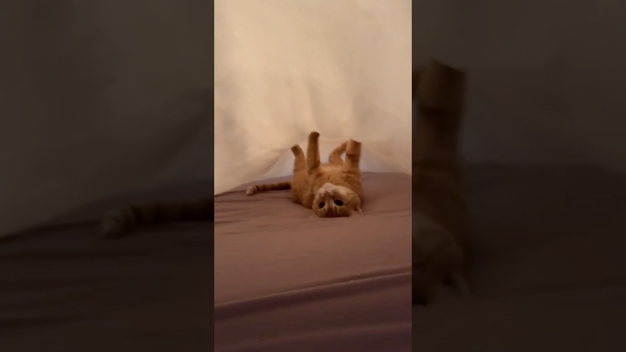 He Loves To Hide😂