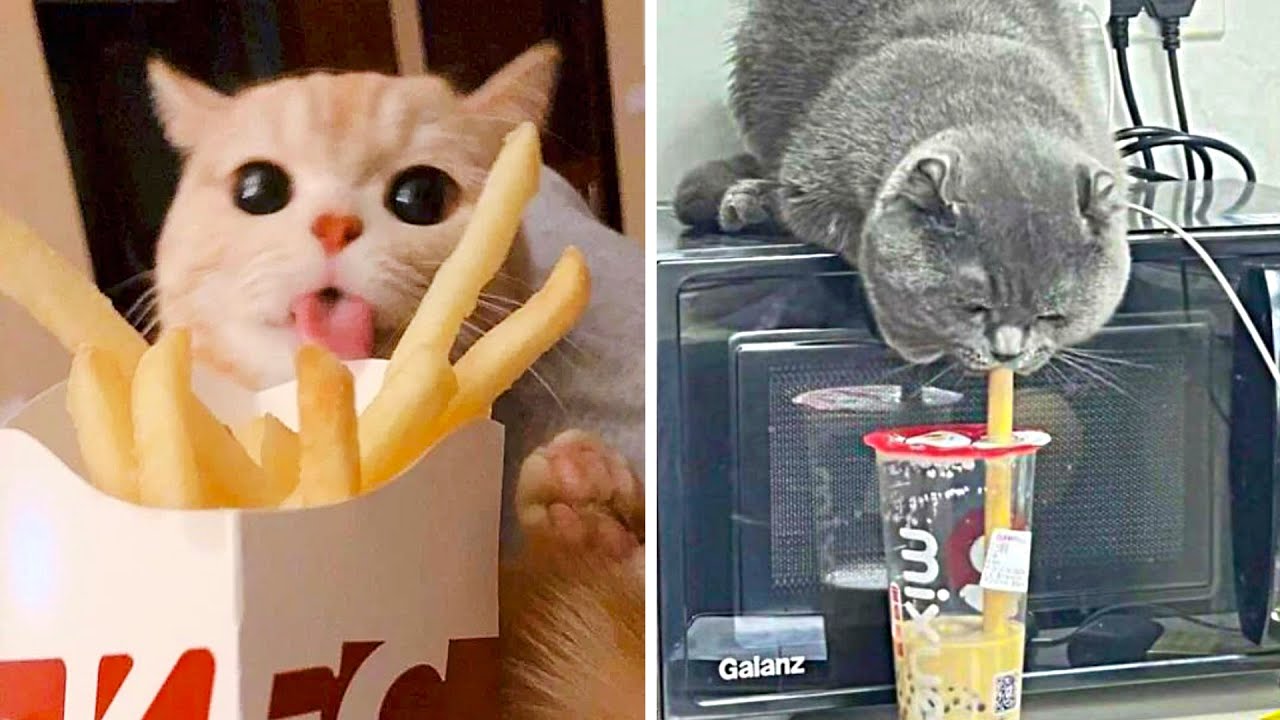 Люди в рабстве у котиков!