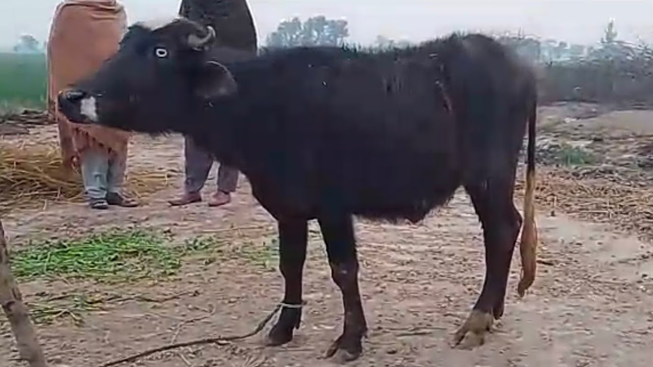Watch pure Neeli buffalo for sale in Punjab Pakistan on YouTube.22..1..2026..03249304774