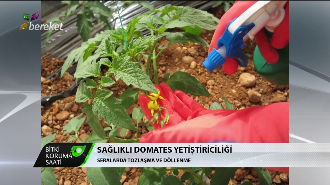 Bitki Koruma Saati - Domates Yetiştiriciliği / 3.Bölüm