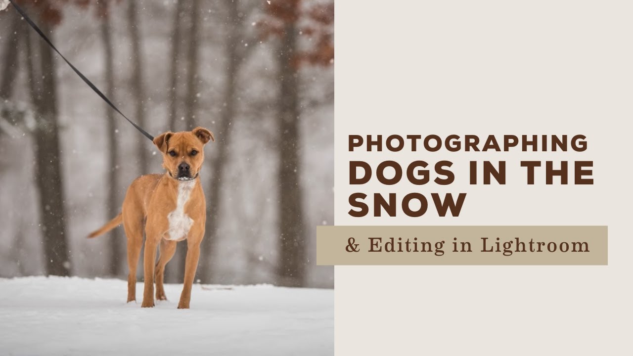 Photographing Dogs in the Snow and Editing in Lightroom