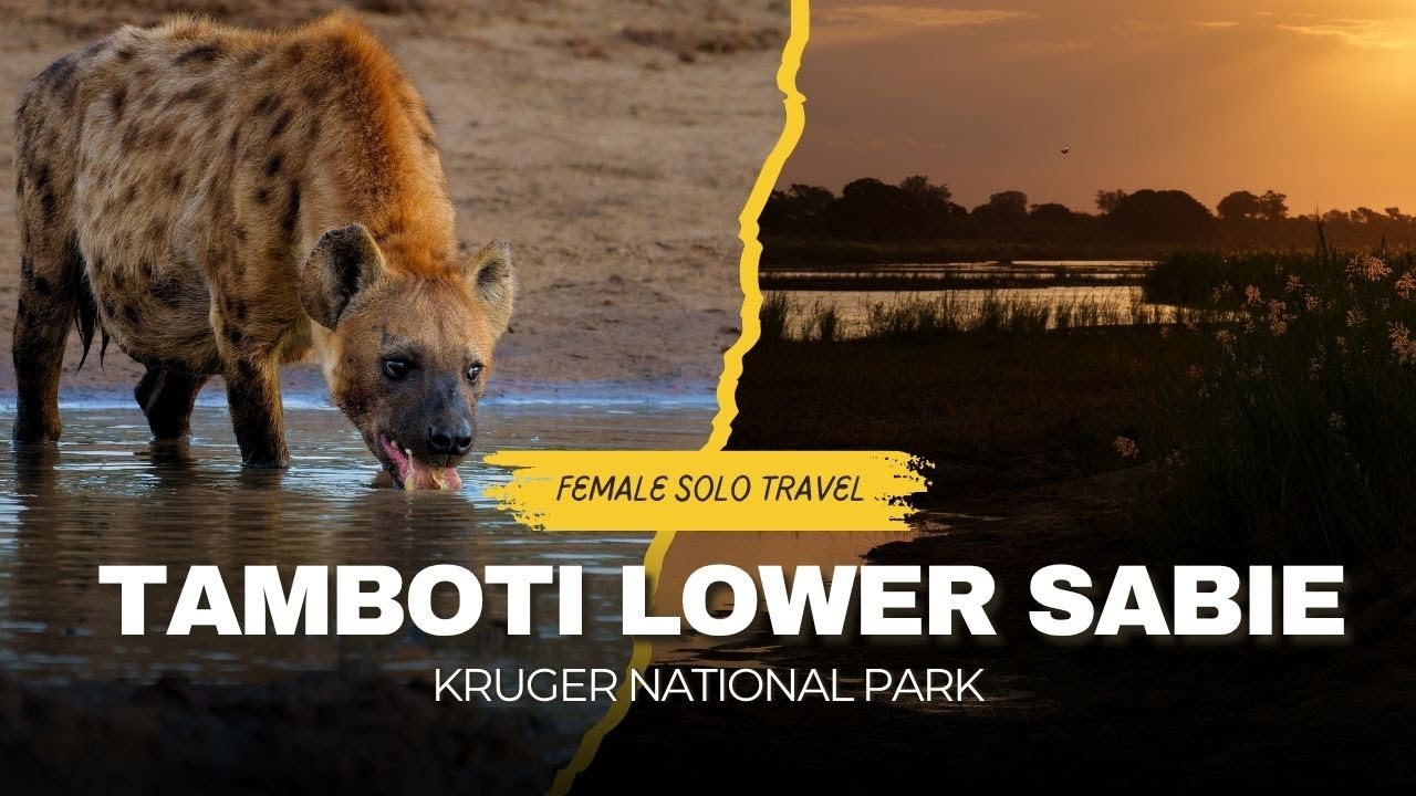Traveling from Tamboti to Lower Sabie Part2 | Baby elephants & lioness hunting warthog - chaos