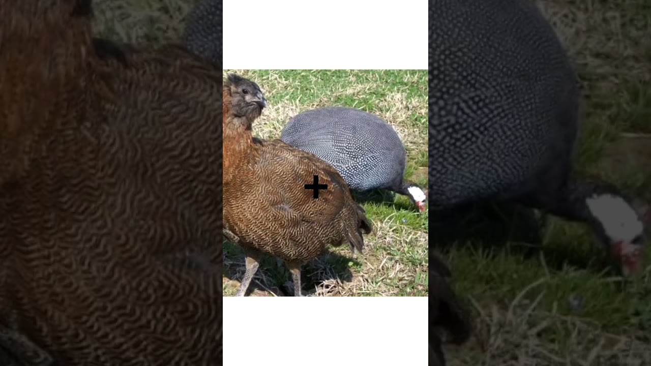 Chicken and Guinea fowl crossbreed.. #chicken #birds #fact #science #hybrid #peacock#ytshorts #viral