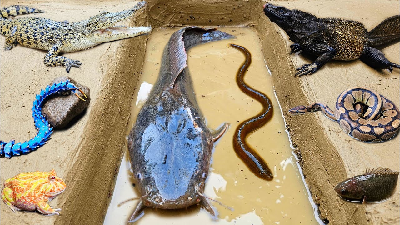 Amazing! Menangkap ikan lele besar dalam lubang ada ikan gabus, ikan hias, belut, kura kura, katak