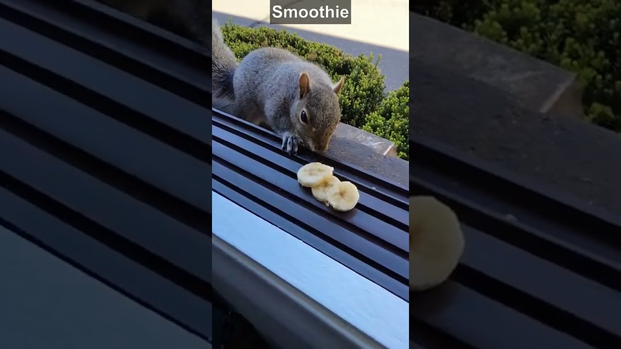 Squirrels' reactions to banana