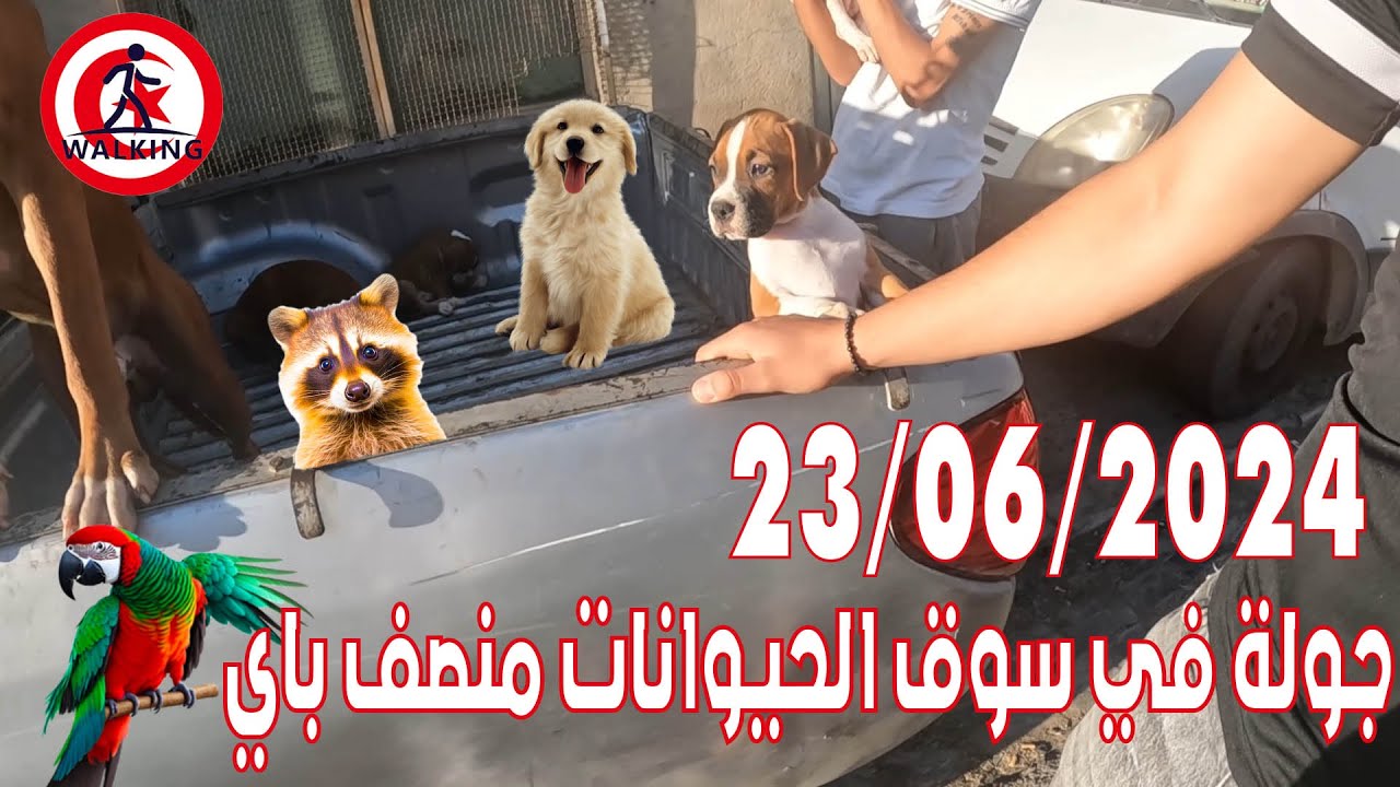 جولة في سوق الحيوانات منصف باي 23/06/2024 (A tour of the Moncef Bay animal market)