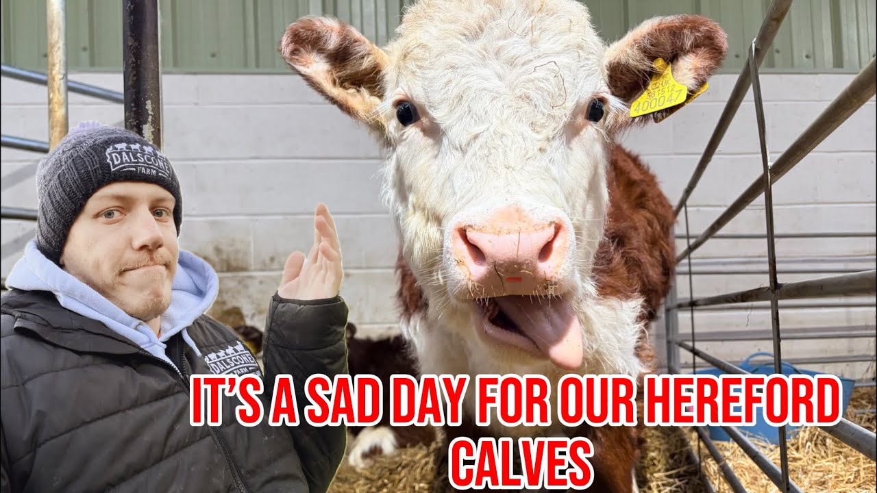 A Super Rare Breed Has Gave Birth! Our Hereford Calves Are On The Move! 