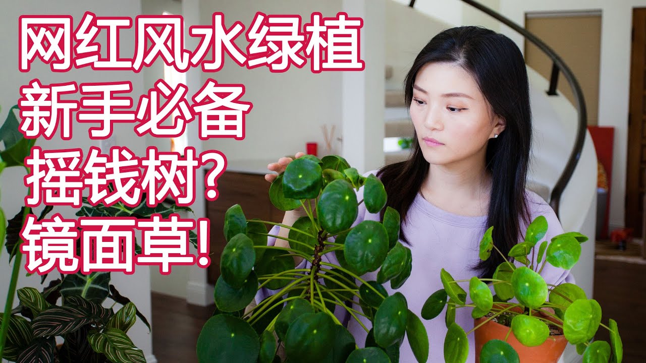 绿植新手入门系列 03 | 最强网红绿植 镜面草 改善风水 提升友谊 | 铜钱草 友谊树 | Pilea peperomioides Care Propagation Tips