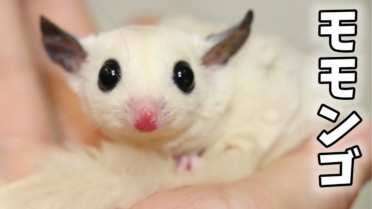 フクロモモンガの飼育始めました